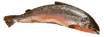 Seafood Dictionary
